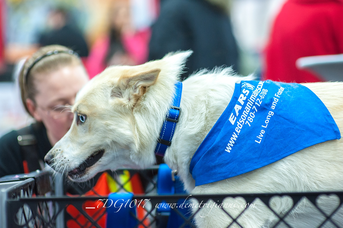 Edmonton Pet Expo Jan 2425, 2015
